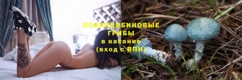 Псилоцибиновые грибы Psilocybe  где купить наркоту  omg ссылки  Дно 